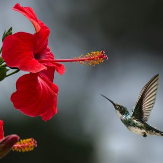 Tranquility Meditation