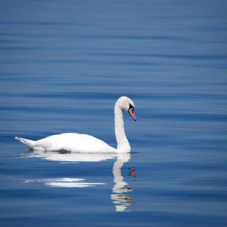 Forgiveness and Grace Meditation